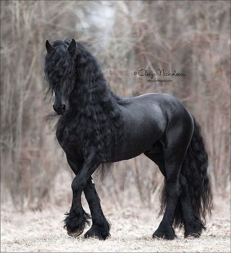 Black Horse, In The Woods, A Black, Long Hair, Hair, On Instagram, Instagram, Black