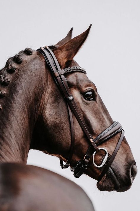 Stables Aesthetic, Horse Art Photography, Cute Equestrian Outfits, Horse Photography Ideas, Horse Riding Photography, Horse Riding Outfits, Equestrian Painting, Horse Portrait Photography, Stallion Aesthetic