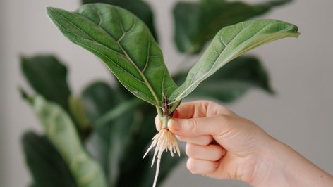 The Dollar Tree DIY That Turns A Pencil Holder Into A Stylish Propagation Station - House Digest Plant Presentation, Growing Citrus, Propagate Plants, Diy Pencil Holder, Guiding Principles, Propagation Station, Plant Propagation, Root Growth, Painted Sticks