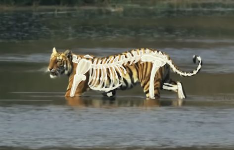 Tiger Skeleton, Big Cats, Tigers, Skeleton, Tattoos, Quick Saves