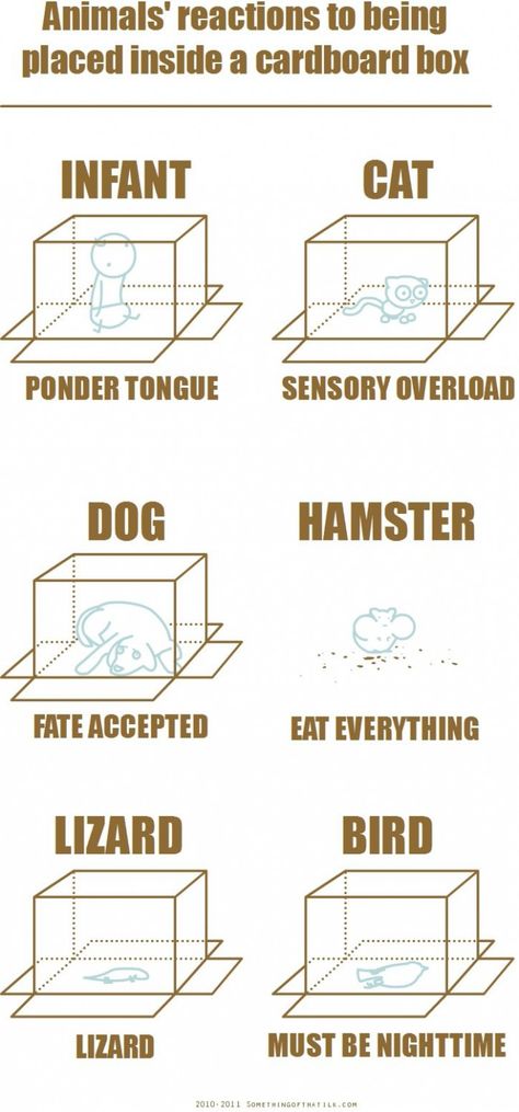 How different animals react to being placed in a box Animals Dogs, Haters Gonna Hate, Hamsters, An Animal, Cardboard Box, Bones Funny, I Laughed, Just In Case, Funny Animals