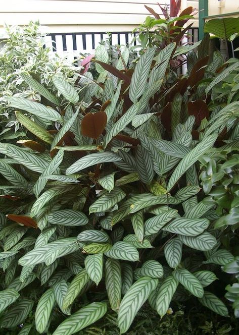 Ctenanthe setosa (Never-never Plant) Ctenanthe Setosa, Indoor Shade Plants, Solar Garden Decor, Shady Garden, Shade Garden Plants, Hedging Plants, Calathea Plant, Never Never, Colour Contrast