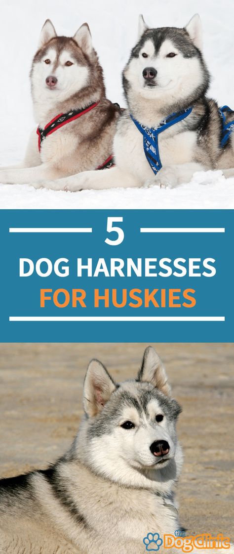 Husky harnesses can keep your pet safe and comfortable. Here are five of the best harnesses. #dogs #doggear #husky #huskies #dogharness Husky Training Tips, Husky Tips, Husky Care, Siberian Husky Names, Siberian Husky Training, Husky Training, Husky Names, Dog Husky, Newborn Kittens