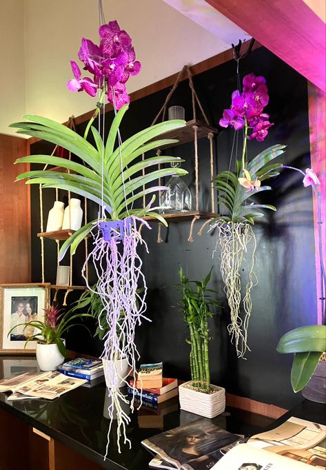 Vanda Orchid Hanging Ideas, Garden Getaway, Beautiful Planters, Hanging Orchid, Indoor Orchids, Orchid Photo, Orchid Planters, Vanda Orchids, Orchids Garden