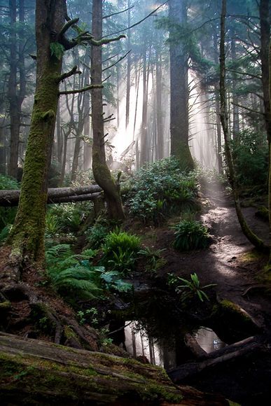 Juan de Fuca Trail, Vancouver Island Trees In The Forest, Canada Photos, Temperate Rainforest, Walk In The Woods, Vancouver Island, Canada Travel, In The Forest, British Columbia, The Forest