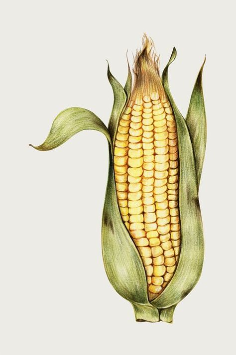 Maize Plant Drawing, Corn Tattoo, Corn Illustration, Vegetables Watercolor, Corn Drawing, Seed Illustration, Paisley Stencil, Corn Painting, Purple Corn