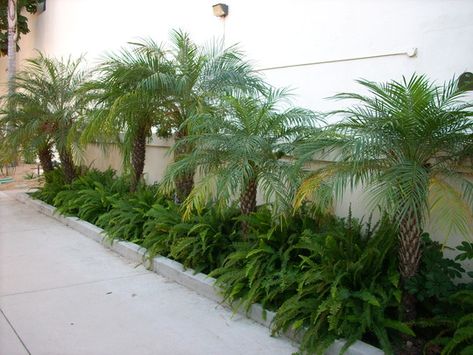 Pygmy Palm, Pygmy Date Palm, King Palm, Date Palms, Small Garden Landscape, Garden Picture, Palm Garden, Date Palm, Backyard Plants