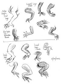 Art By-Products: Lizard Legs and Mammalian Dragon Lizard Head Drawing, How To Draw Reptiles, Dragon Legs Drawing, How To Draw Lizard, Anthro Lizard, Lizard Reference, Drawing Reptiles, How To Draw Anatomy, Draw Anatomy