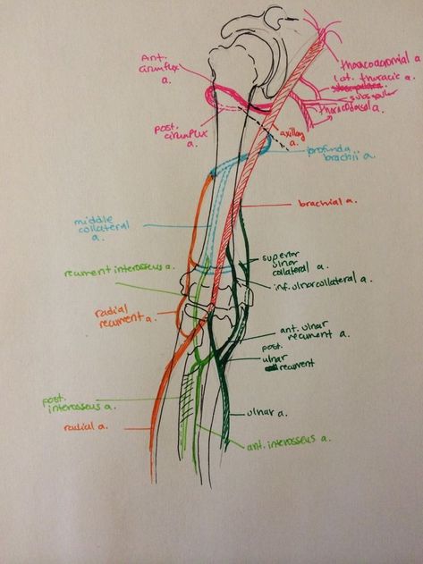 Upper Limb Anatomy, Arteries Anatomy, Physical Therapy Assistant, Gross Anatomy, Medicine Notes, Medical Books, Medicine Studies, Medical Student Study, Human Body Anatomy