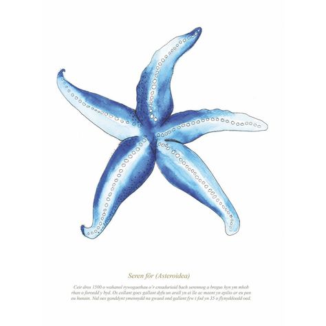 Starfish Watercolour Print SeaKisses Wall Art-SeaKisses Plakat Design Inspiration, Sea Life Art, Watercolor Ocean, Large Framed Prints, Sea Art, Summer Wallpaper, Sealife, Ocean Art, Room Posters