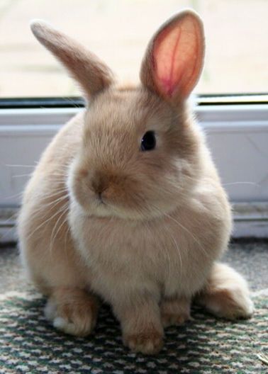 . Indoor Rabbit, House Rabbit, Rabbit Hutches, Pet Bunny, Pet Rabbit, Baby Bunnies, White Rabbit, Cute Creatures