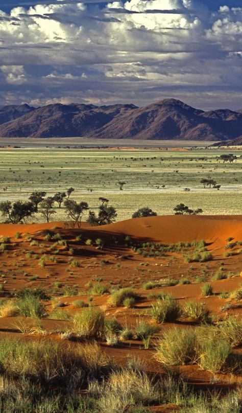 African Savanna | African savanna Desktop wallpapers 600x1024 Namibia Africa, Buy Wine, Desert Plants, Romantic Getaways, Scenery Wallpaper, Amazing Nature, Savannah, Savannah Chat, Photographic Print