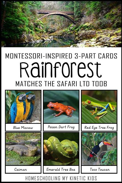 These Montessori-inspired 3-part cards match the Safari Ltd Rainforest animals toob.  The figurines are great for sensory bins, messy play, small world play, and more!  Use the cards for reading, spelling, and matching games. Rainforest Sensory Bin, Emerald Tree Boa, Amazon Animals, Rainforest Biome, Rainforest Activities, Grassland Habitat, Rainforest Theme, Jungle Life, Animal Movement