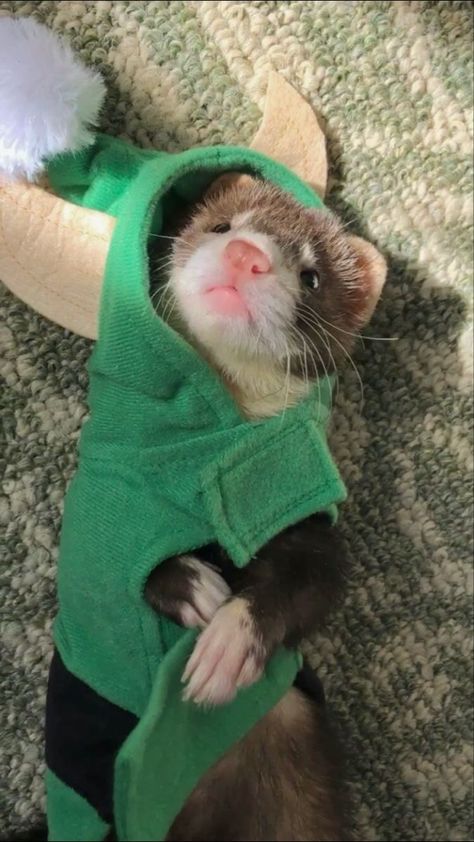 Ferret Wallpaper Aesthetic, Adorable Ferrets, Ferret Clothes, Baby Ferrets, Baby Rats, A Ferret, Pet Ferret, Long Cat, Cute Ferrets