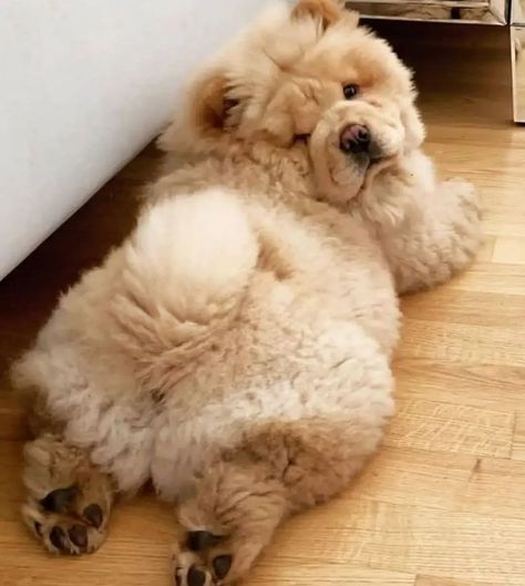 Chow Chow: All Information Chow Chow Dog Puppy, Perros Chow Chow, Chow Dog, Chow Chow Dogs, Fluffy Puppies, Cute Little Puppies, Fluffy Dogs, Dog Wallpaper