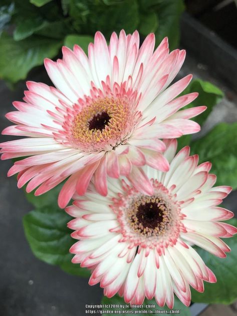 Photo of Gerbera Daisy (Gerbera jamesonii) uploaded by tx_flower_child White Gerbera Daisy, Daisy Flower Pictures, Gerbera Daisy Garden, Gerbera Daisy Seeds, Pink Gerber Daisy, Gerbera Jamesonii, Light Pink Gerbera Daisy, Flower Identification, Gerbera Flower