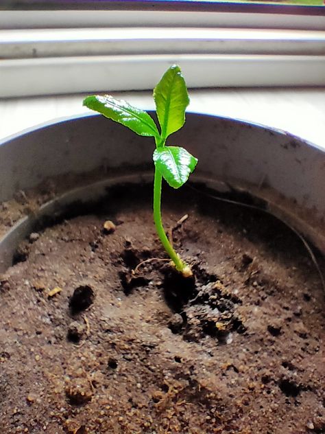 Lemon seedling growing Garden Inspo, Lemon Tree, Lemon, Plants