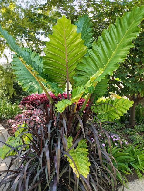 Tips for Growing Elephant Ears in Containers | Horticulture Growing Elephant Ears, Hardy Tropical Plants, Gunnera Plant, Elephant Ear Bulbs, Growing In Pots, Fern Images, Tropical Centerpieces, Garden 2023, Alocasia Plant