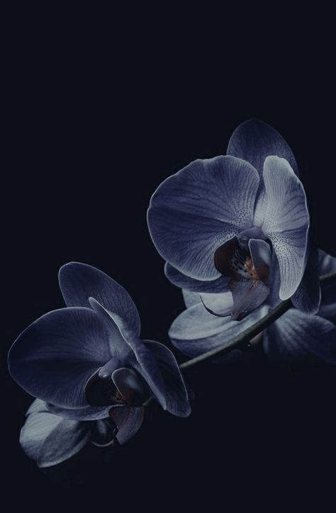 Black Orchid Aesthetic, Orchid Aesthetic, Hallway Pictures, Flowers Black Background, Brown Hairstyles, Botanical Photography, Dark Orchid, Hair Color Brown, Fun Moments