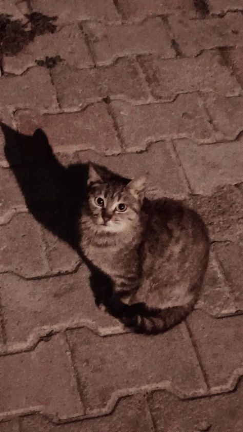 Stray Cat Photography, Stray Cat Aesthetic, Cat Core, Spider Sona, Aesthetic Cats, Street Cat, Red Street, Monster Crafts, Stray Cats