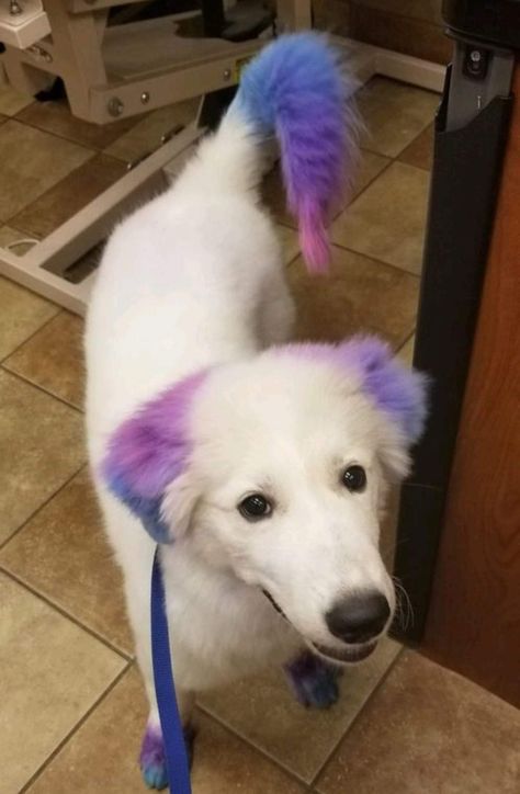 Dogs With Dyed Fur, Dogs Dyed Hair, Dog Dye Ideas, Dyed Dogs, Dog Hairstyles, Hair Dye Techniques, Dog Hair Dye, Dog Dye, Grooming Ideas