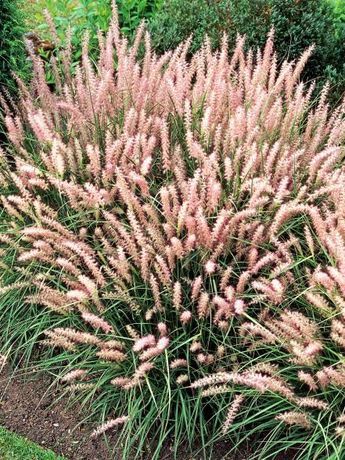 Ornamental Grasses For Shade, Ornamental Grass Landscape, Creative Landscaping, Shade Grass, Hgtv Garden, Perennial Grasses, Ornamental Grass, Fountain Grass, Grasses Landscaping