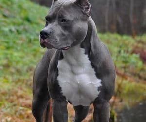 34 images about pitbull 🖤 on We Heart It | See more about dog, pitbull and puppy Grey Pitbull, Pitbull Images, Pitbull Dog Puppy, Dog Pitbull, Pit Bull Mix, American Pitbull, Pitbull Puppy, Bully Dog, Pitbull Puppies