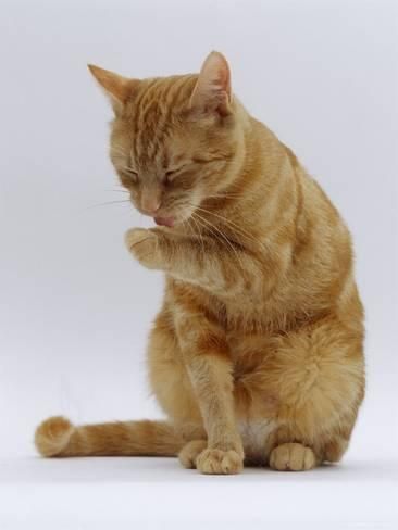 Photographic Print: Domestic Cat, Ginger Tabby Female Sitting Licking Front Paw by Jane Burton : 24x18in Cat Ginger, Ginger Tabby, Cat Anatomy, F2 Savannah Cat, Animal Reference, Cat Reference, Cat Spray, Orange Tabby Cats, Cat Pose