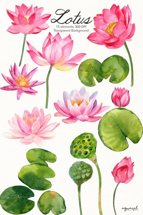 Water Lily Clipart, Flower Poster Design Graphics, Before After Background, Pichwai Prints, Lotus Flower Watercolor, Water Lily Drawing, Flowers Reference, Bridal Shower Planner, Lotus Watercolor