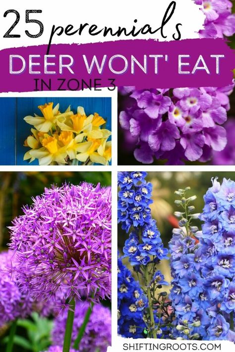 Zone 5b Landscaping, Plants For Zone 9b, Deer Repellant Plants, Perenial Flowers, Zone 4 Perennials, Deer Resistant Landscaping, Acreage Landscaping, Deer Resistant Shrubs, Deer Resistant Flowers