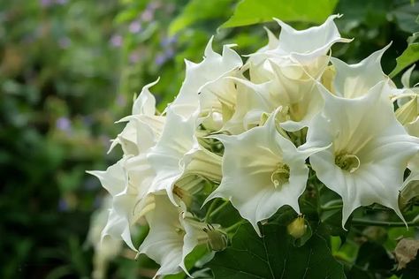 Wild Lettuce, Lettuce Leaves, Head Tattoos, Soil Improvement, Traditional Medicine, Floral Sleeve, Shades Of White, Horticulture, Natural World