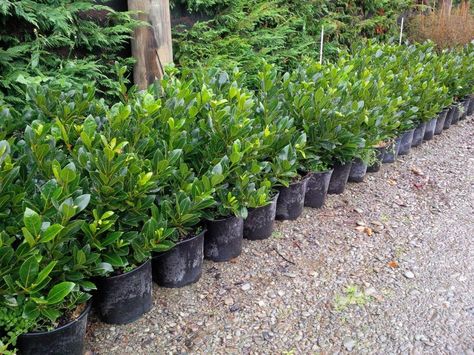 Laurel Hedge, Bay Laurel, Laurus Nobilis, Concrete Patio Designs, Bay Tree, Big Trees, Privacy Landscaping, Seed Germination, Tree Seeds