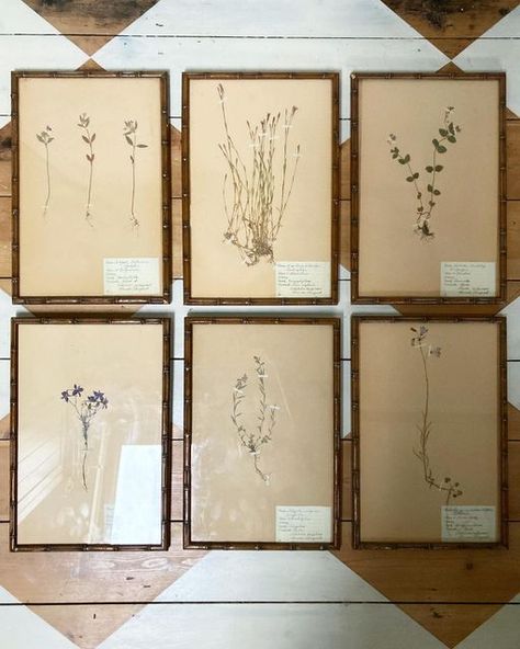 Antiques | vintage | sourcing | interiors on Instagram: "Available £425 inc UK PP A beautiful set of 6 herbarium dated 1928-1930. In wooden faux bamboo frames behind glass. Very pretty purple tones flowers. We also have another set of 4 or, a set of 10. Please DM" Dried Botanical Wall Art, Herbarium Aesthetic, Flower Herbarium, Herbarium Wall Decor, Flower Petal Art, Bamboo Picture Frames Vintage, Pressed Flower Clear Frame, Pressed Botanicals, Creative Interior Design