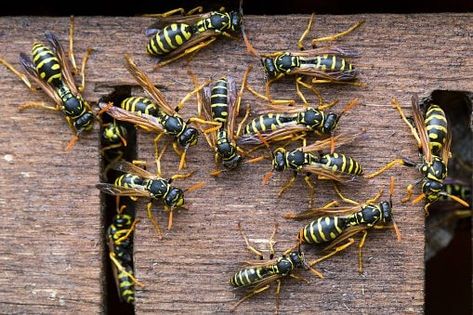 Wasp Killer, Wasp Nest Removal, Wasp Spray, Get Rid Of Wasps, Wasp Stings, Dont Come Back, Wasp Nest, Easy Diy Hacks, Family Handyman