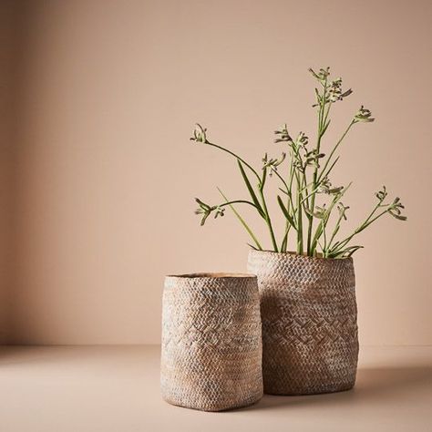 Kangaroo Paw Plant, Plant Pot Ideas, Nordic Room, Picnic Essentials, White Wash Finish, Terracotta Plant Pots, Kangaroo Paw, Australia Home, Floral Interior