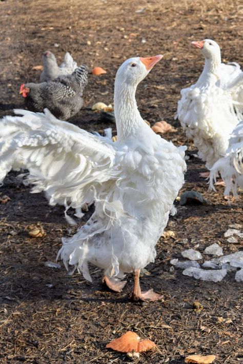 Here is one of my five Sebastopol geese flapping its wings - they've grown a lot in the last few months. Because their feathers lay loosely, Sebastopols cannot fly well, but they will still flutter their wings. Sebastopol Geese, Geese Breeds, Types Of Ducks, Wild Duck, Duck Bird, Farm Lifestyle, Poultry Farm, Big Bird, Pretty Birds