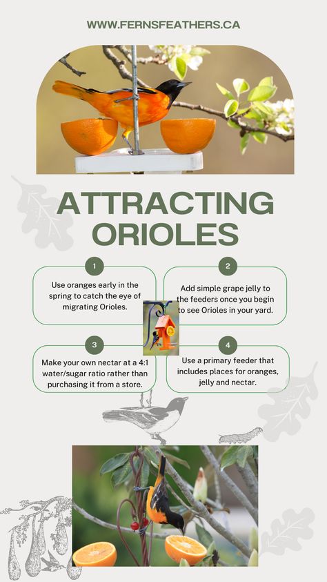 Oriole Nectar Recipe, Diy Oriole Feeder, Oriole Bird Feeders Diy, Save Animals Quotes, Oriole Bird Feeders, Natural Gardens, Baltimore Orioles Birds, Wild Birds Unlimited, Animals Quotes