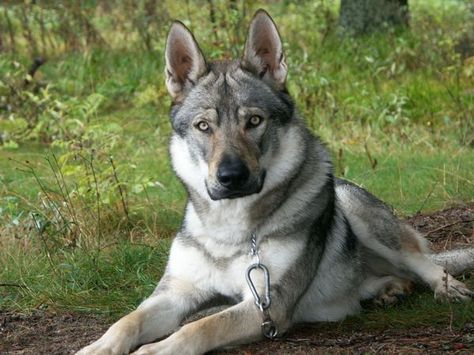 The Utonagan is a breed of dog that resembles a wolf, but in fact is a mix of three breeds of domestic dog: Alaskan Malamute, German Shepherd, and Siberian Husky. Description from pinterest.com. I searched for this on bing.com/images Big German Shepherd, Wolfdog Hybrid, Australian Shepherd Red Tri, Czechoslovakian Wolfdog, Wolf Dogs, Wolf Hybrid, German Shepherd Mix, Dog German, Wheaten Terrier