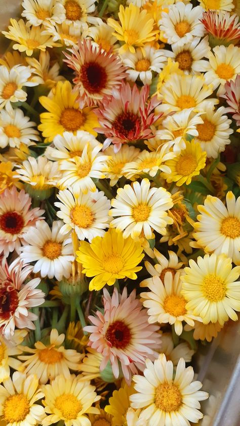 Calendula Flower Wallpaper, Calendula Flower Aesthetic, Calendula Aesthetic, Calendula Plant, Flower Reference, Calendula Flowers, Single Flowers, Calendula Flower, Wildflower Meadow