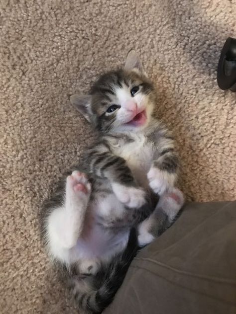 Happy Kitten, Smiling Cat, Puppies And Kitties, Kittens And Puppies, Baby Kittens, Cute Cats And Kittens, Cute Kittens, Happy Animals, Pretty Cats