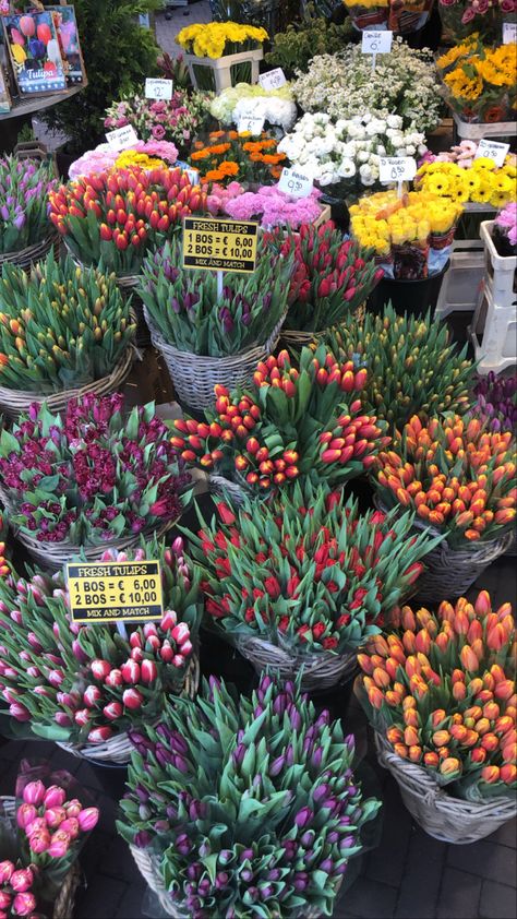 market tulips,flowers aesthetic,tourist,amsterdam,netherlands,flowers bouquet,flowers wallpaper aesthetic,wallpaper hd,wallpaper 1080,flower market poster,flower market aesthetic,flower market amsterdam tulip, flower market poster print, flower market amsterdam aesthetic,flower market amsterdam wallpaper,flower market in amsterdam,amsterdam tulip fields,amsterdam tulips aesthetic,tulip market bouquet,tulip market aesthetic,amsterdam life,amsterdam aesthetic,amsterdam tourism Amsterdam Tulip Fields, Tulip Market, Aesthetic Flower Market, Flowers Wallpaper Aesthetic, Tulips Flowers Aesthetic, Netherlands Flowers, Amsterdam Life, Spain Study Abroad, Flower Market Aesthetic