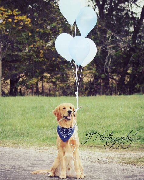 Golden Retriever Birthday Photoshoot, Dog 1 Year Birthday Photo, Dog 1st Birthday Photoshoot, Dog Birthday Photoshoot, Puppies Birthday, Bali Photoshoot, Golden Retriever Birthday, Pet Photography Poses, Doggy Birthday