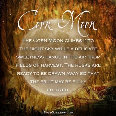 The Full Corn Moon is a time to fully enjoy the fruits of our labor. What are you grateful for? Corn Moon, Moon Meaning, Mermaid Photography, Moon Quotes, New Moon Rituals, Moon Cycles, Lunar Eclipse, Harvest Moon, Moon Magic