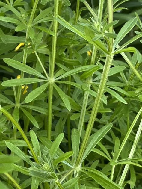 Using Cleavers the Herb To Clean Up Your Lymph — Indigo Forest Lymph Node Juice Cleanse, Smaugust 2024, Cleavers Herb, Lymph Detox, Medicine Recipes, Detox Herbs, Herbal Medicine Recipes, Underarm Odor, Lymph System