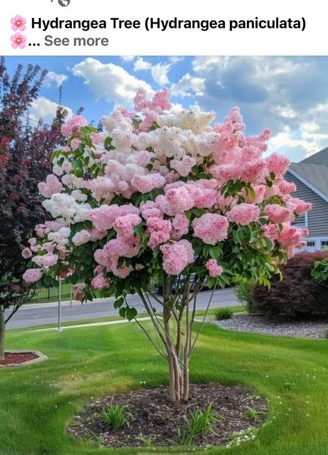 Tree Hydrangea, Grouting Tools, Hydrangea Tree, Hydrangea Landscaping, Landscaping With Large Rocks Natural, Hydrangea Quercifolia, Hydrangea Bloom, Hydrangea Care, Hydrangea Paniculata