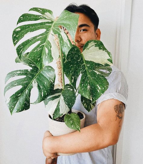 Monstera Thai Constellation, Thai Constellation, Constellation Tattoo, Constellation Tattoos, New Tattoo, Plant Lover, New Tattoos, Constellations, Home Deco