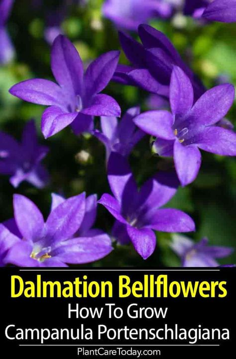 Campanula Portenschlagiana Care: How to Grow Dalmation Bellflowers . #gardening #bellfowers Campanula Plant, Tropical Flowering Plants, Campanula Portenschlagiana, Backyard Hacks, Homestead Gardening, Pergola Pictures, Flower Growing, Diy Lawn, Yard Plants