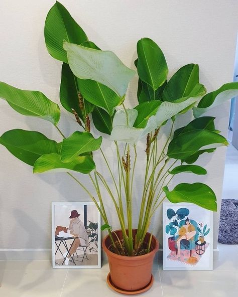 These 13 Indoor Plants' Leaves are Bigger Than Your Head! | Balcony Garden Web Indoor Shade Plants, Big Leaf Plants, Tall Indoor Plants, Indoor Plants Styling, Large Indoor Plants, Paradise Plant, Calathea Plant, Balcony Plants, Banana Plants