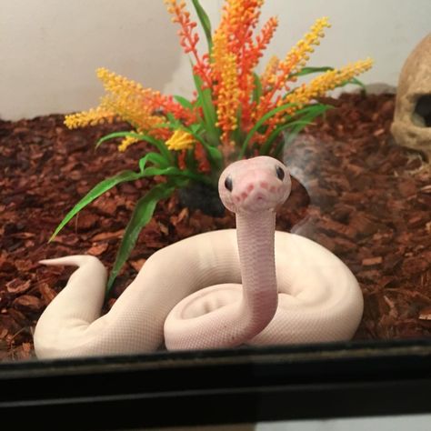 Pinterest: @daniellejennner ✨ Baby Snakes, Pretty Snakes, Cute Snake, Cute Reptiles, Pet Snake, Beautiful Snakes, White Snake, Ball Python, Pretty Animals