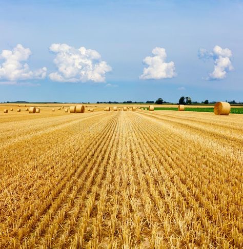 Bales Of Hay, Hay Field, Blue Sky With Clouds, Sky With Clouds, Blue Sky Clouds, Straw Bales, Hay Bales, Future Goals, White Horses